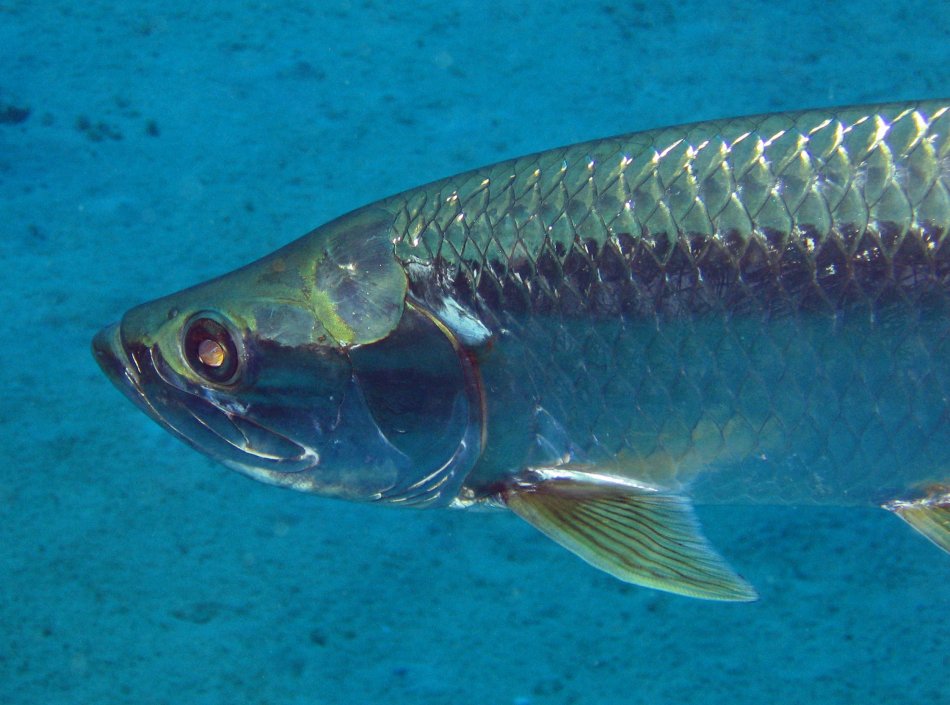 ELOPIFORMES (TARPONI)